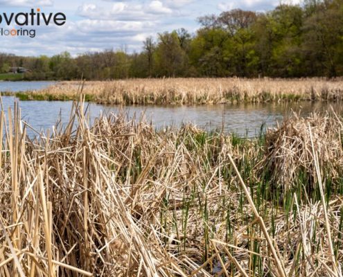 pond with dried vegetation on a cloudy day - Innovative Garage Flooring epoxy flooring contractors Near